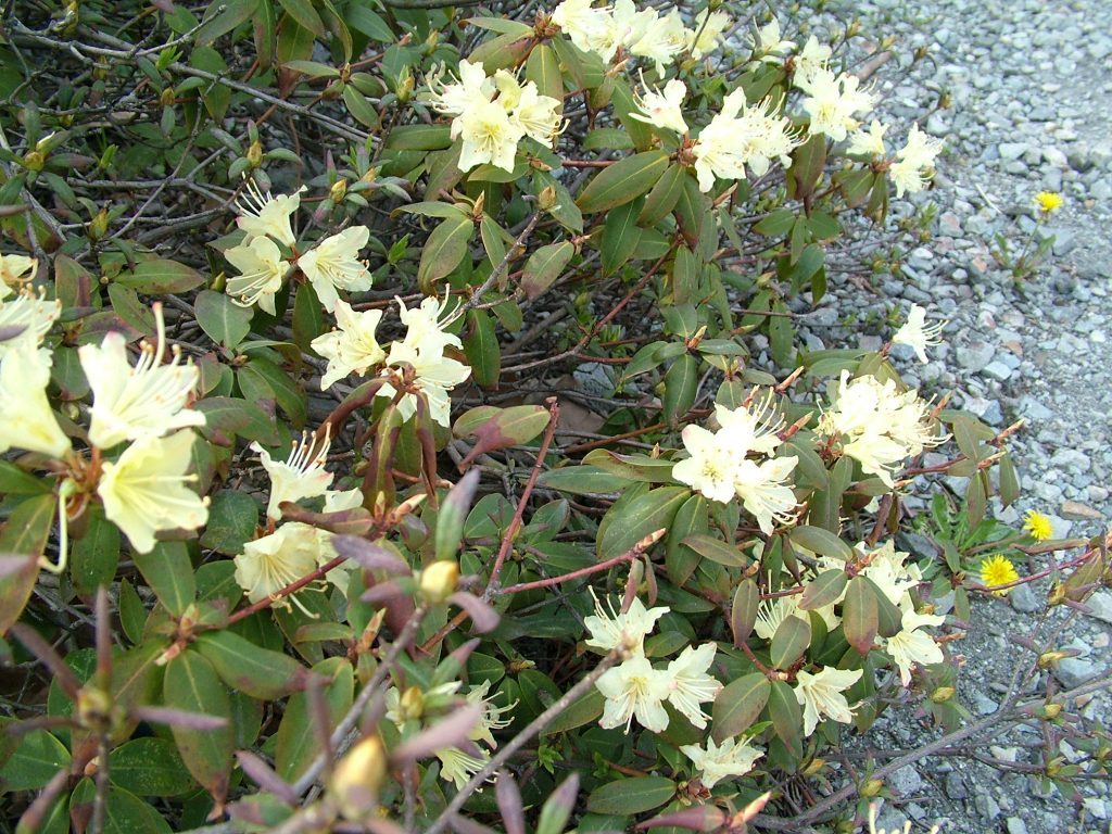 キバナシャクナゲ 軽井沢 春の便り Rhododendron 楽生ブログ Blog For Enjoying Life